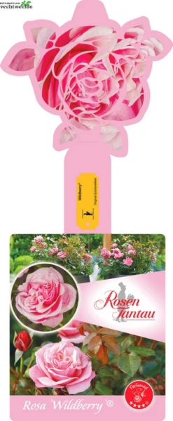 Rosa 'Wildberry'®