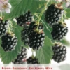 Rubus Fru. 'Black Satin' 2 Rubus Fru. 'Black Satin' -Tuinbenodigdheden Verkoopwinkel rubus fru black satin 396x568 62075e9e4b4ee l