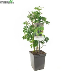 Rubus Fru. 'Thornless Evergreen' -Tuinbenodigdheden Verkoopwinkel rubus fru thornless evergreen 1000x1000 62092ca1e7c2b l