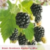 Rubus Fru. 'Triple Crown' -Tuinbenodigdheden Verkoopwinkel rubus fru triple crown 406x567 6414823945351 l