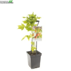 Rubus Idaeus 'Fallgold' -Tuinbenodigdheden Verkoopwinkel rubus idaeus fallgold 1500x1500 62094c40e553b l