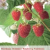 Rubus Idaeus 'Malling Promise' -Tuinbenodigdheden Verkoopwinkel rubus idaeus malling promise 397x568 6206d9ab44c3d l