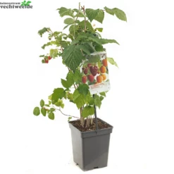 Rubus Ideaus Quatro- Framboos -Tuinbenodigdheden Verkoopwinkel rubus ideaus quatro framboos 1000x1000 62090acf37777 l