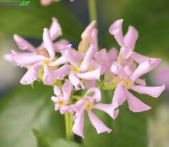 Trachelospermum As. 'Pink Air'
