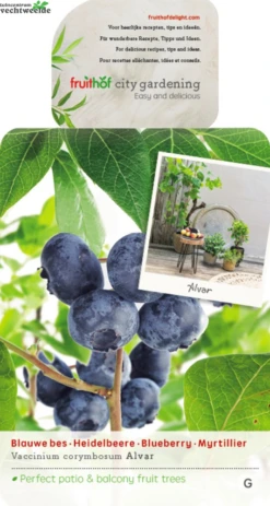 Vaccinium Cor. 'Alvar'