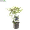 Vaccinium Cor. 'Bluecrop' -Tuinbenodigdheden Verkoopwinkel vaccinium cor bluecrop 1500x1500 6206e16e657c8 l