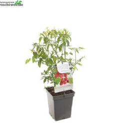 Vaccinium Cor. 'Pink Lemonade' -Tuinbenodigdheden Verkoopwinkel vaccinium cor pink lemonade 1500x1500 62094e44ef9b8 l