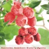 Vaccinium Cor. 'Pink Lemonade' -Tuinbenodigdheden Verkoopwinkel vaccinium cor pink lemonade 396x570 6207a2ef63eff l