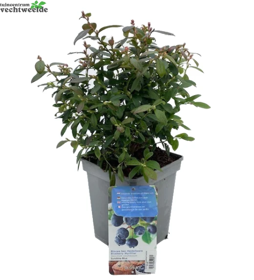 Vaccinium Corymbosum Pot 23cm. 6 Vaccinium Corymbosum Pot 23cm. - Afbeelding 4