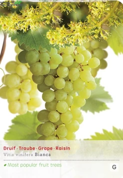 Vitis Bianca Vp5