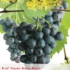 Vitis 'Boskoop Glory' -Tuinbenodigdheden Verkoopwinkel vitis boskoop glory 397x569 62071a8927e98 l