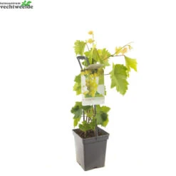 Vitis 'Himrod' -Tuinbenodigdheden Verkoopwinkel vitis himrod 1500x1500 62093718cd53a l