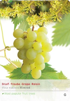 Vitis 'Himrod'