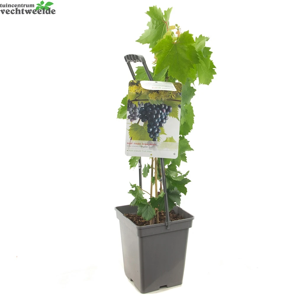 Vitis 'Regent' 4 Vitis 'Regent' - Afbeelding 2