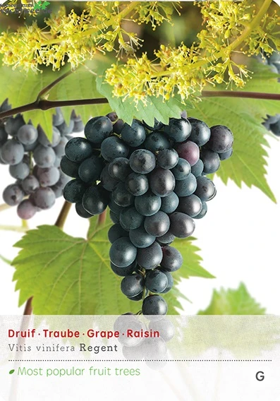 Vitis 'Regent' 3 Vitis 'Regent'