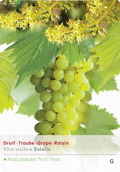 Vitis Solaris Vp5 3 Vitis Solaris Vp5