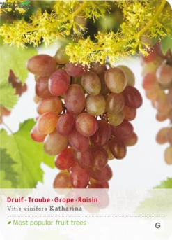 Vitis Vin Katharina