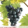 Vitis Vin Muscat Blue Vp5 -Tuinbenodigdheden Verkoopwinkel vitis vin muscat blue vp5 390x570 62cff8ba3eb14 l