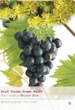 Vitis Vin Muscat Blue Vp5