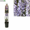 Wisteria Sinensis 1 Wisteria Sinensis -Tuinbenodigdheden Verkoopwinkel wisteria sinensis 750x750 62a4af9e85b91 l