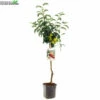 Wonder Tree Elstar -Tuinbenodigdheden Verkoopwinkel wonder tree elstar 800x800 62a36c110a10a l