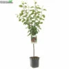Wonder Tree Opal -Tuinbenodigdheden Verkoopwinkel wonder tree opal 800x800 62a36c148d120 l