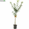 Wonder Tree Santana -Tuinbenodigdheden Verkoopwinkel wonder tree santana 800x800 62a36c196dcfe l